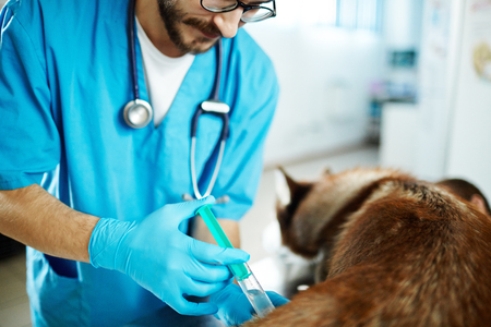 Healing dogの写真素材