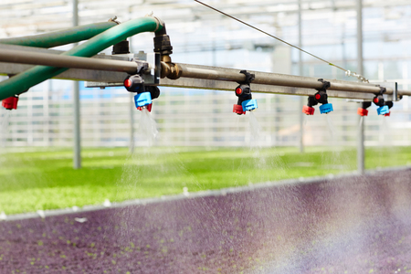 Irrigation in greenhouseの写真素材