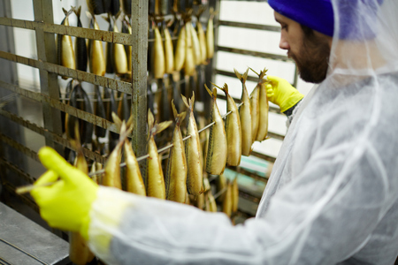 Seafood plant staff in gloves and uniform holding wire with smoked fishの写真素材