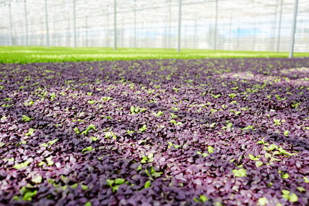 Lettuce growingの写真素材