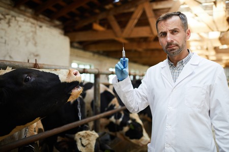Mature Vet Treating Cows