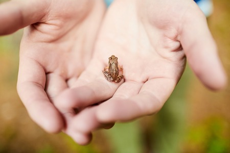 Frog on palmsの写真素材
