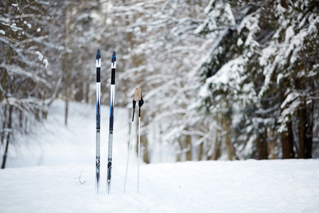 Skiing equipment stuck in snowdrift surrounded by fir trees in deep woods on winter dayの写真素材