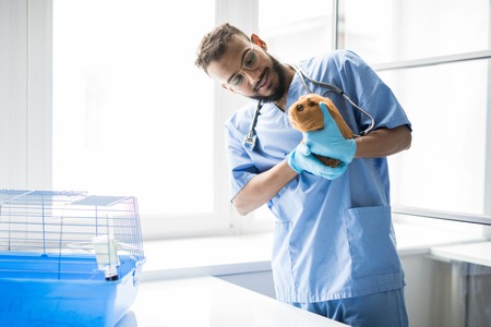 Work of veterinarian