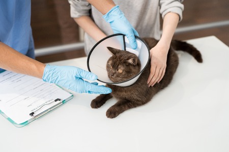 Taking care of sick catの写真素材