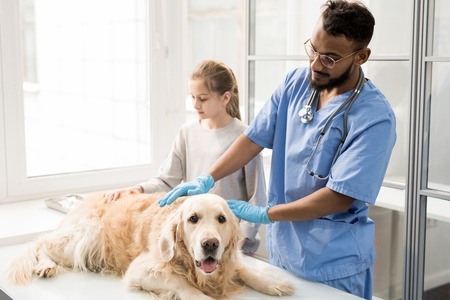 Working with dog