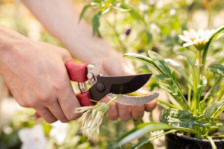Hands of female gardener cutting dry flower in pot with pruning shears