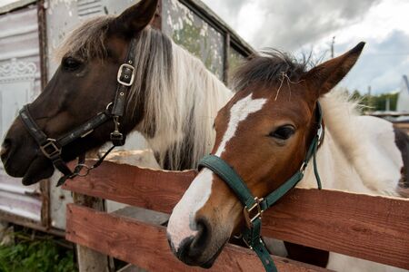 Purebred mare and stallion with white manes standing by wooden fenceの写真素材