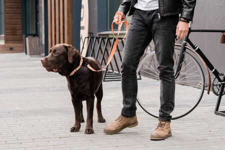 Cute purebred dog on leash and his owner in casualwear standing on trottoire during chill in the...