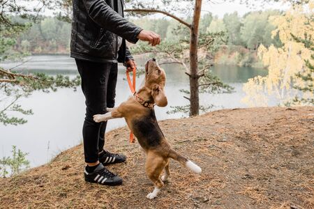 Young man in casualwear playing with cute funny beagle puppy on forest ground by lake during chill