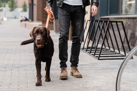 Cute brown purebred dog and his owner moving down street of the city while chiiling together in the morningの写真素材