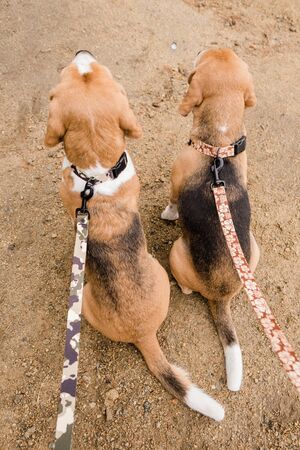 Overview of two cute puppies of purebred beagle sitting on sand while being held by handmade leashesの写真素材