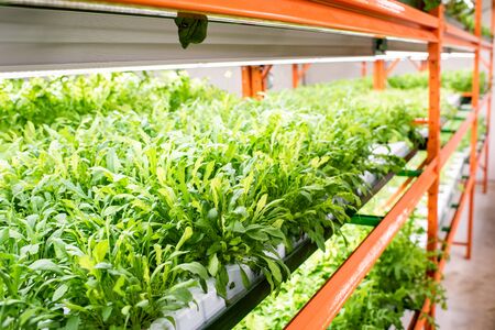Small leaves of green seedlings of garden vegetables growing in greenhouse