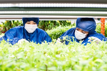 Two women working with green seedlings of new sorts of horticultural plantsの写真素材