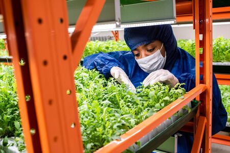Young African researcher in coveralls, mask and gloves selecting green seedlings