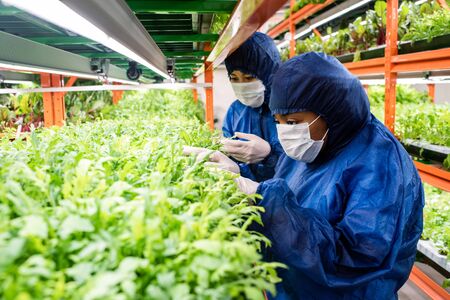Researchers in protective workwear selecting new sorts of horticultural plantsの写真素材