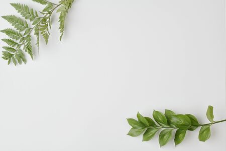 Top view of branch of fern with green leaves and domestic plant on white desk that can be used as...
