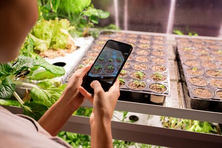 Young mobile female farmer or greenhouse worker with smartphone taking photo of small growing...