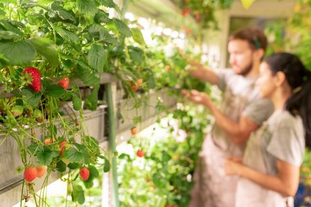 Greenhouse specialists growing strawberries under LED lamps, focus on berry plant in containerの写真素材