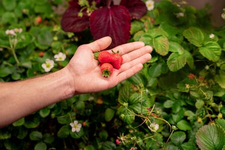 Close-up of unrecognizable man showing fresh strawberry grown in hothouseの写真素材