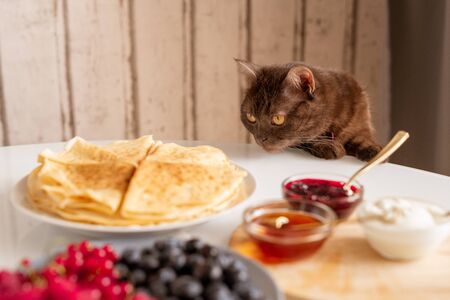 Curious brown cat smelling appetizing pancakes while bending over table served with homemade food for breakfast in the kitchenの写真素材