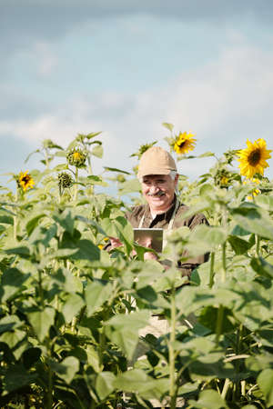 Cheerful male farmer standing in sunflower field and using touchpad during workの写真素材
