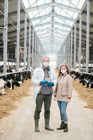 Portrait of cow veterinarian and female farmer in masks standing in modern barn and working at dairy farmの写真素材