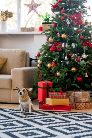 Cute and funny pet dog in warm knitted headwear sitting by Christmas treeの写真素材