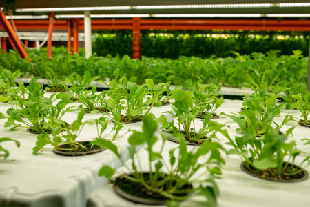 Seedlings of vibrant green color in small pots growing in large vertical farmの写真素材