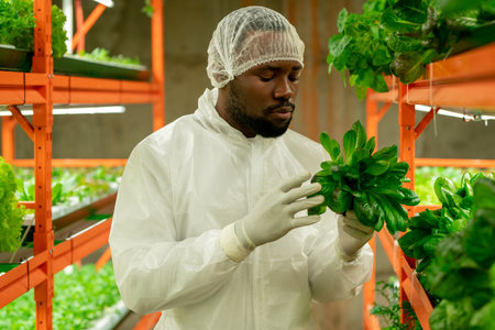 Contemporary agroengineer of African ethnicity holding green spinach seedlings