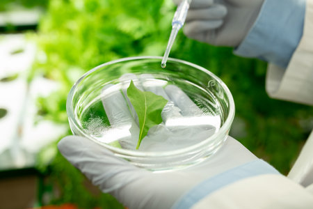 Gloved hands of researcher dropping liquid substance on green leaf in petri dishの写真素材