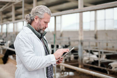 Mature grey-haired male owner of animal farm using tablet against paddockの写真素材