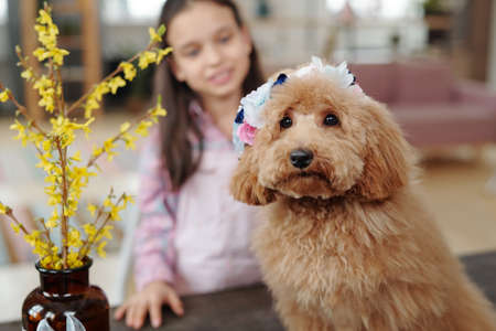 Cute dog at homeの写真素材