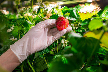Gloved hand of young worker of vertical farm or greenhouse holding red ripe strawberryの写真素材