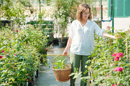Cheerful middle aged female gardener with basket looking at green leaves of growing roses while standing by one of small bushes in greenhouseの写真素材