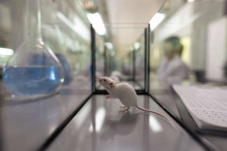 Close-up of little white mouse in glass container on the table in the laboratoryの写真素材