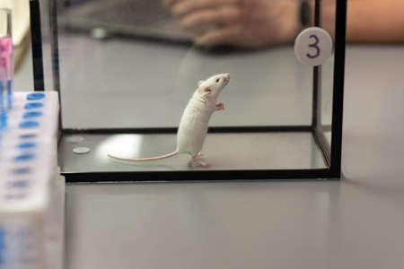 Image of experimental little mouse number three in glass container on the table in the lab