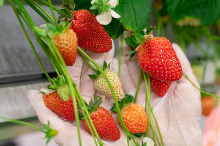 Ripe strawberries in gloved hands of vertical farm workerの写真素材