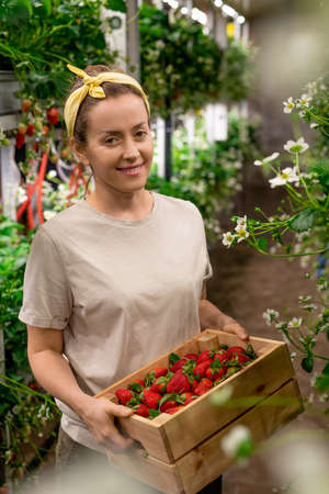Happy farmer holding box full of ripe strawberriesの写真素材