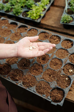 Open palm of female farmer holding several pumpkin seeds over set of pots with peat