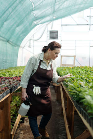 Mature female gardener bending by large flowerbed while examining seedlings