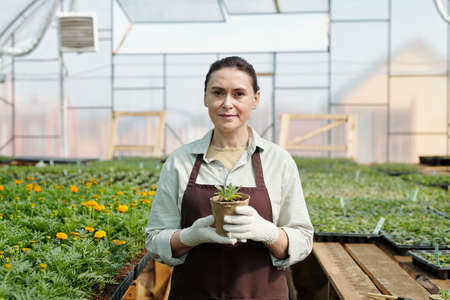 Experienced gardener with seedling in pot standing against green growing plants in hothouseの写真素材