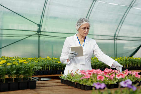 Serious female expert with tablet looking at petunia seedlings growing in potsの写真素材