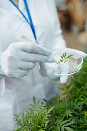 Gloved hand of scientist putting sample of green leaf into Petri dishの写真素材