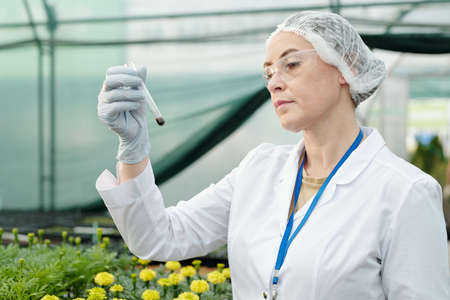 Serious female researcher looking at flask with soil sample while standing against marigold seedlingsの写真素材