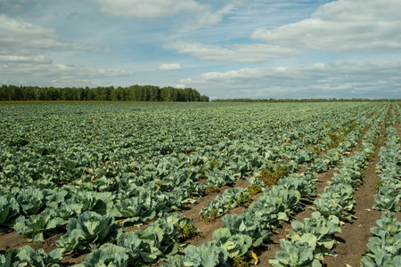 Perspective of long cabbage field with green vegetables growing in many rowsの写真素材