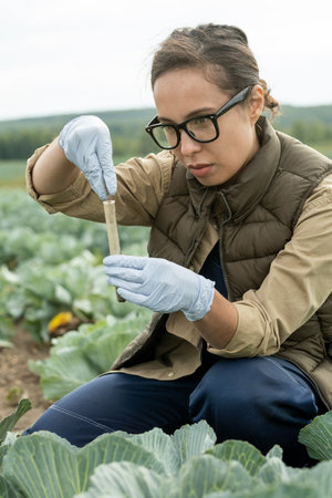 Serious young farmer putting soil into flask while sitting in cabbage fieldの写真素材