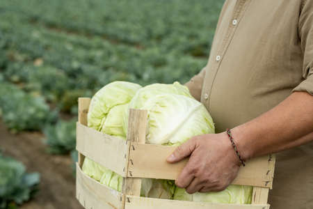 Hands of farmer carrying wooden box with cabbage heads against plantationの写真素材