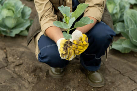 Gloved hands of young female farmer holding green cabbage seedling