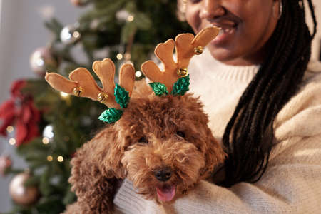 Muzzle of cute fluffy brown pet with traditional Christmas headband on hands of happy young African womanの写真素材